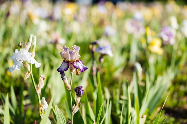 Different colors of iris in blooming garden in early June.