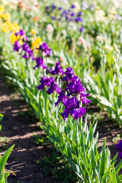 Different colors of iris in blooming garden in early June.