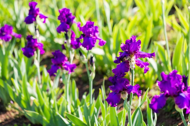 Different colors of iris in blooming garden in early June.