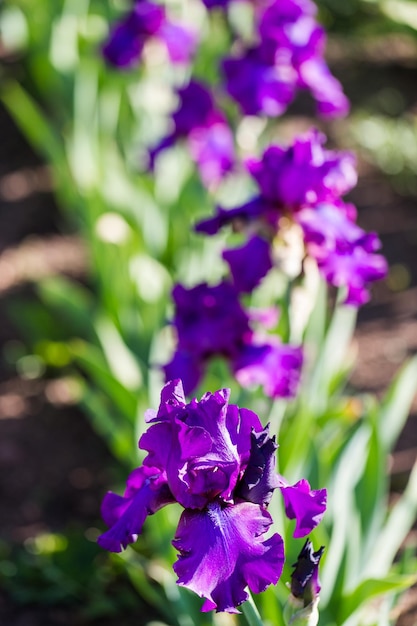 Different colors of iris in blooming garden in early June.