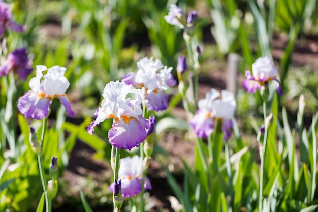 Different colors of iris in blooming garden in early June.