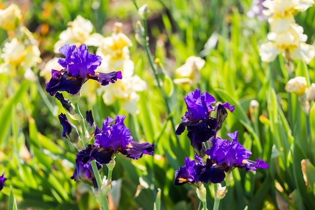 Different colors of iris in blooming garden in early June.