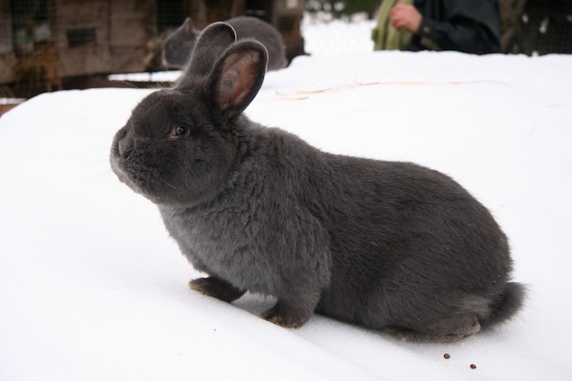 Different domestic rabbits on the farm, in winter time, on the snow