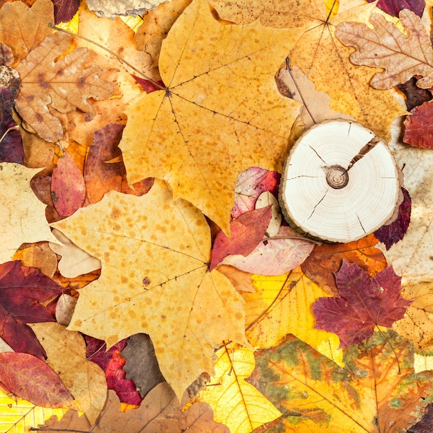 Different fallen autumn leaves and sawed wood