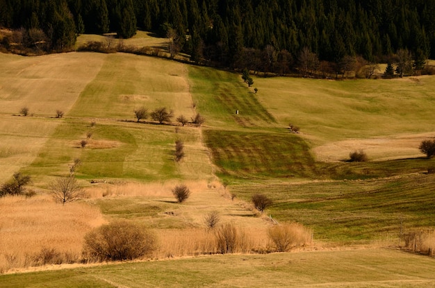 Diverso paesaggio erboso