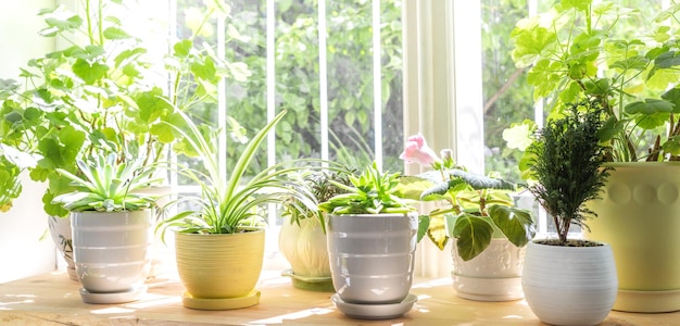 화창한 여름날 창에 다른 녹색 집 식물 배너 선택적 초점