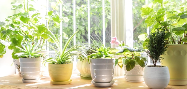 Different green house plants on window in sunny summer day Banner Selective focus