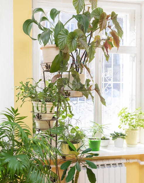 Different green potted house plants on flower stand near window and on windowsill at home in sunny winter day.