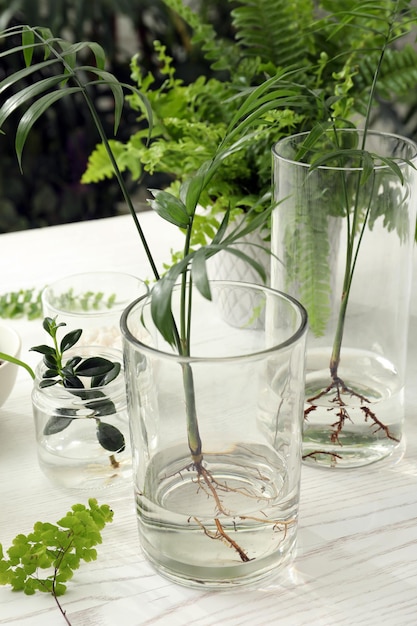 Different houseplant seedlings on white wooden table