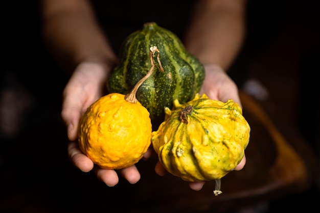 Different kind of bush pumpkin dish pumpkin in female hands on a dark background