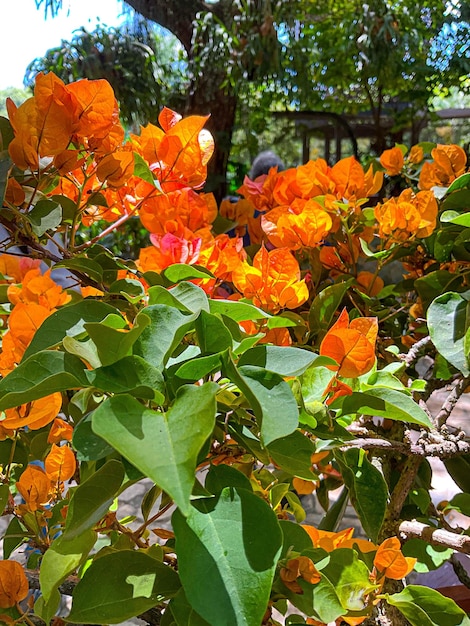 Different kind of natural flowers