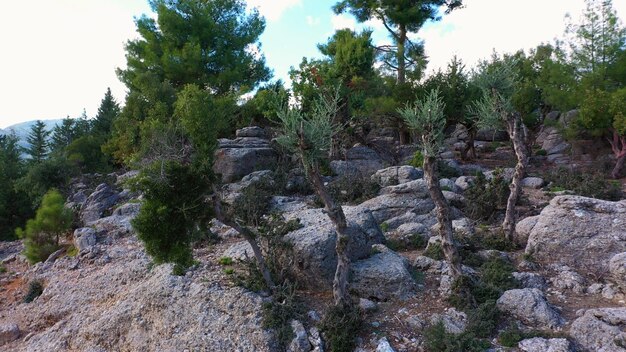 Different kinds of evergreen trees growing among stones geological site at turkey