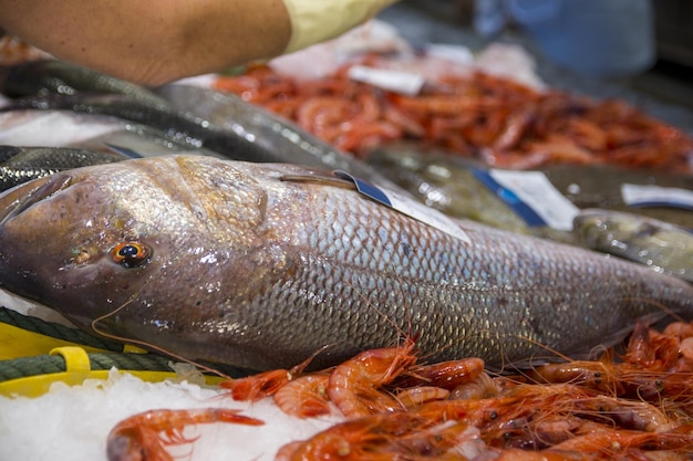 Different kinds of seafood at fish market