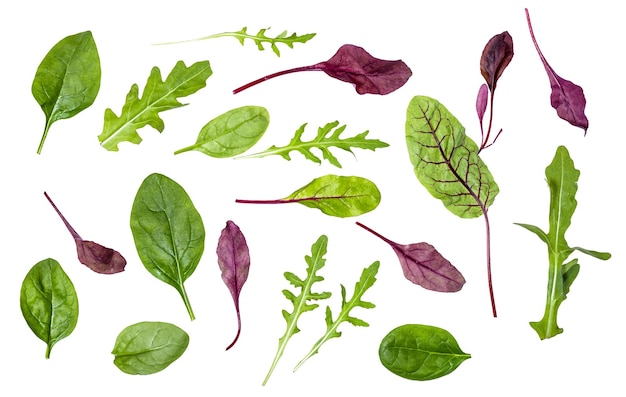 Different leaves of leafy vegetables isolated