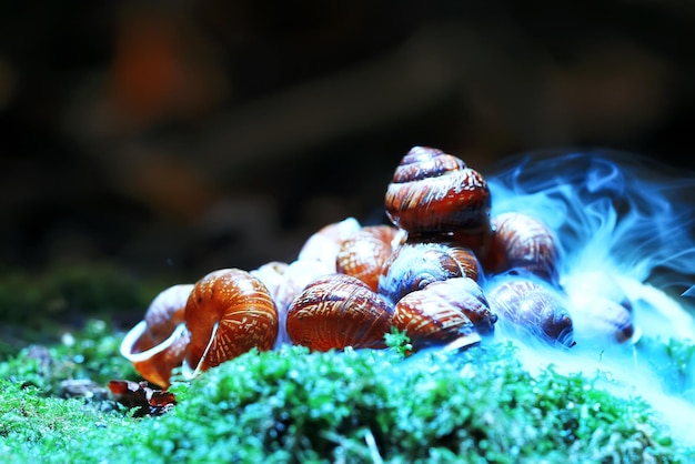 Different mushrooms in the clearing