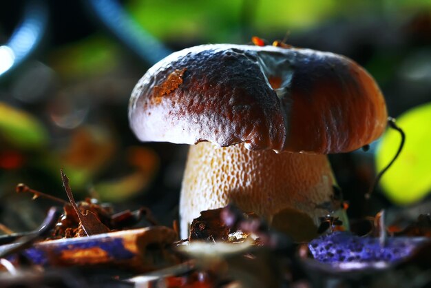 Different mushrooms in the clearing