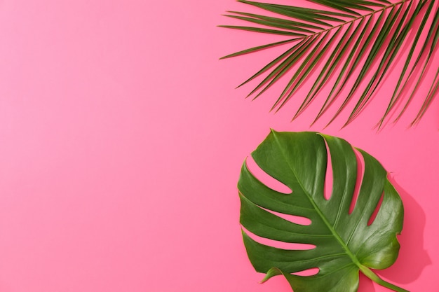 Different palm leaves on pink table