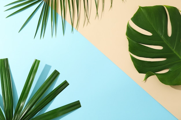 Different palm leaves on two color table