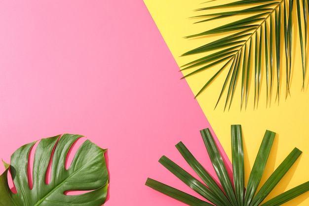 Different palm leaves on two color table