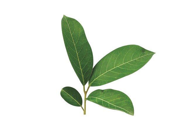 Photo different parts of terminalia paniculata is used in traditional ayurvedic and folk medicin