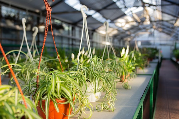 Different plants in ornamental flowerpot t the greenhouse