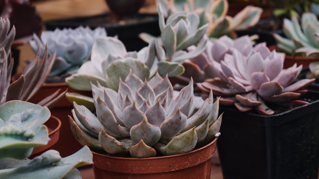 Different potted cactus succulents in shop, market.