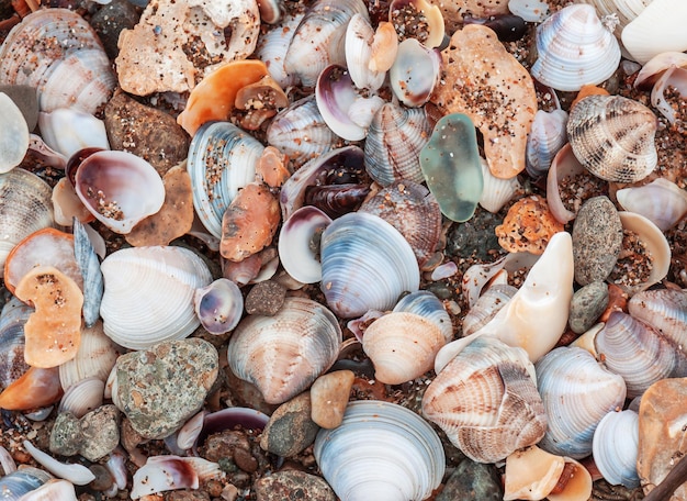 Different sea shells as a texture