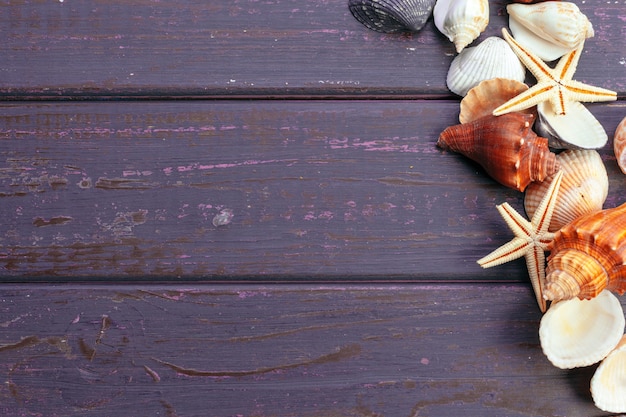 Different sea shells on color wooden background