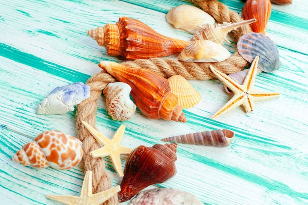 Different sea shells