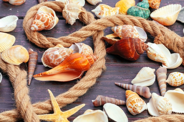 Different sea shells