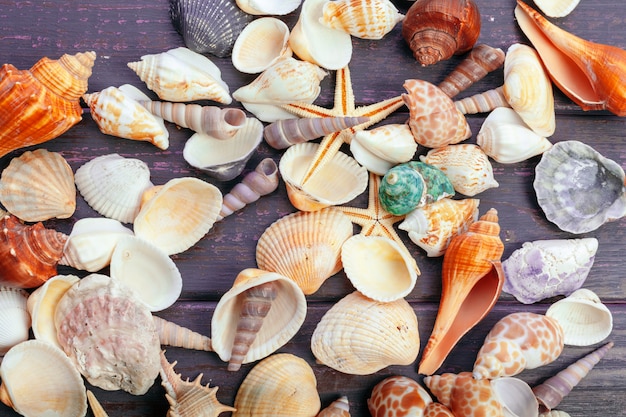 Different sea shells