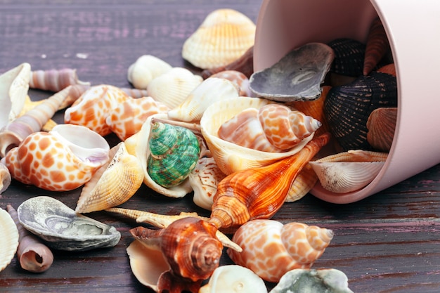 Different sea shells