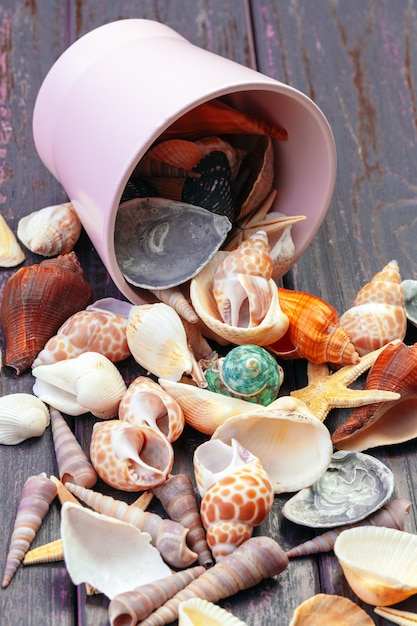 Different sea shells