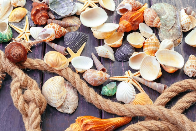 Different sea shells