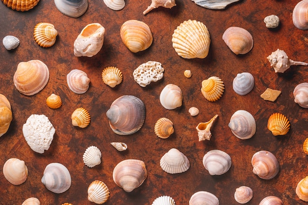 Different seashells on a brown wooden table