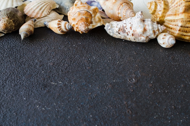 Different seashells on dark concrete background. Summer vacation concept.