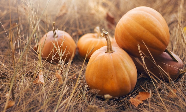 Different shape orange pumpkins on the dried grass.