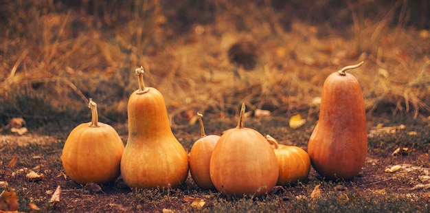 Different shape orange pumpkins on the dried grass.