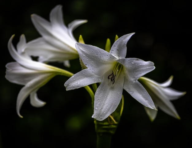 Different shapes and textures after a rainy day in my little nature