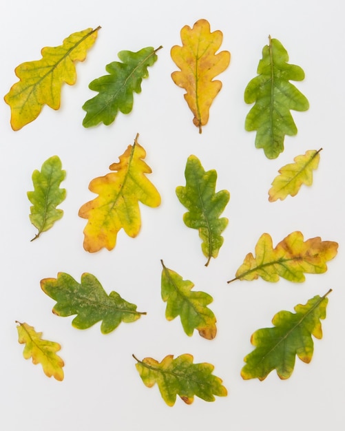 Разные по размеру и цвету дубовые листья на белом фоне