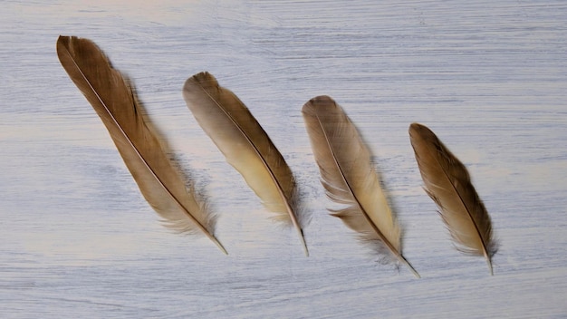 Different sized bird feathers arranged in order on a rustic white wood background