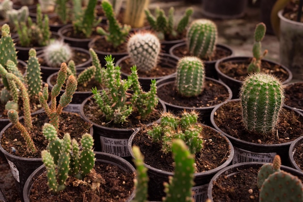 Different sorts of Cactus in garden mall