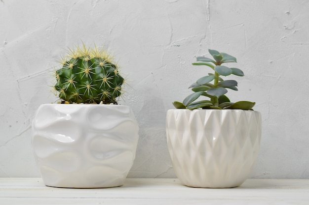 Photo different succulent plants in different pots. indoor plants at home on a white shelf.