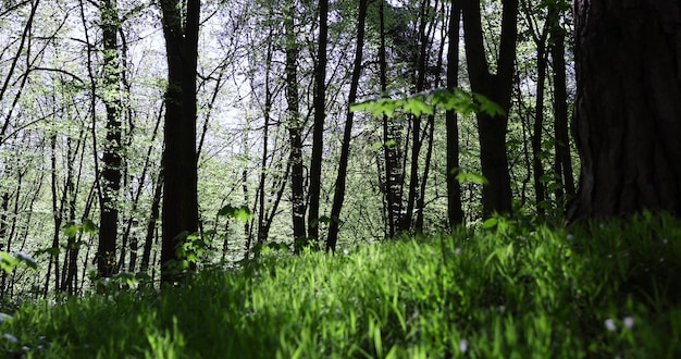 different trees in the forest in the spring