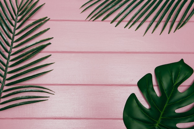 different tropical leaf  on pink background