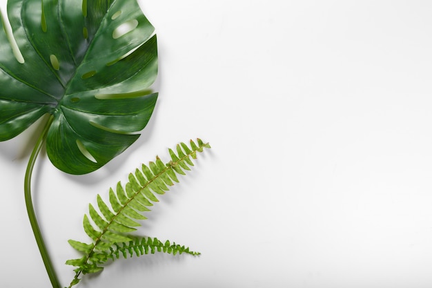 Different tropical leaves on white background with copyspace