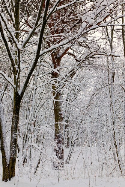 Different types of bare deciduous trees without foliage