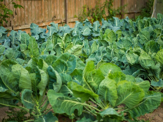 Different types of cabbage in the home garden The garden is planted with broccoli cauliflower