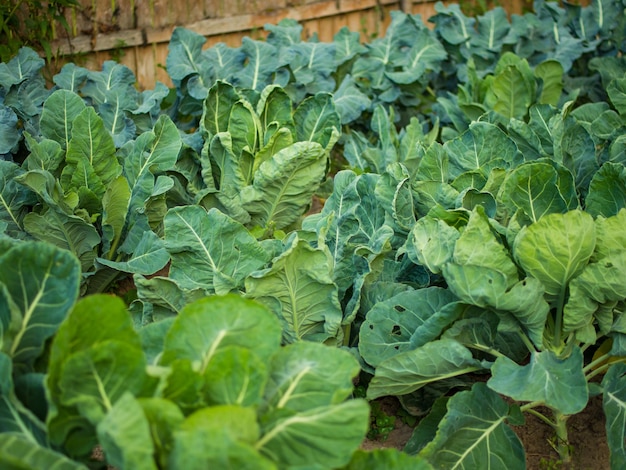 Different types of cabbage in the home garden The garden is planted with broccoli cauliflower