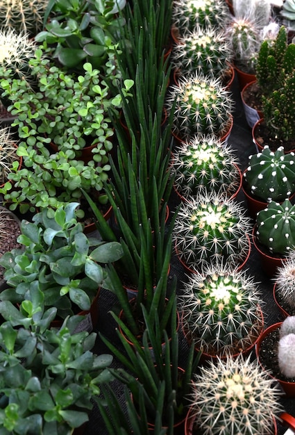 Different types of cactus closeup Banner